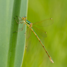 Lestes barbarus